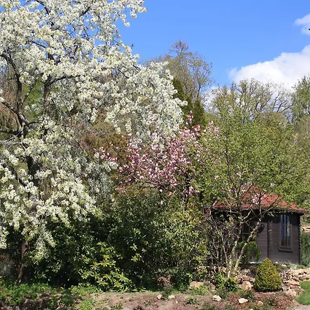 Rothirsch * 巴特萨克萨