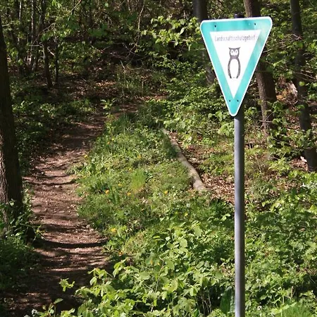 Rothirsch * Bad Sachsa
